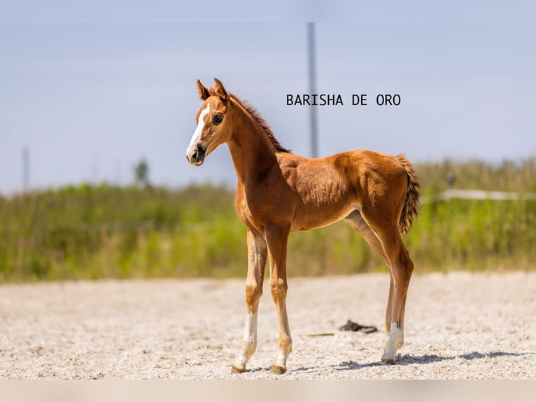 Koń hanowerski Klacz Źrebak (05/2025) 168 cm Ciemnokasztanowata in Bukowice