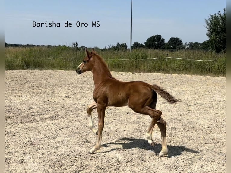 Koń hanowerski Klacz Źrebak (05/2025) 168 cm Ciemnokasztanowata in Bukowice