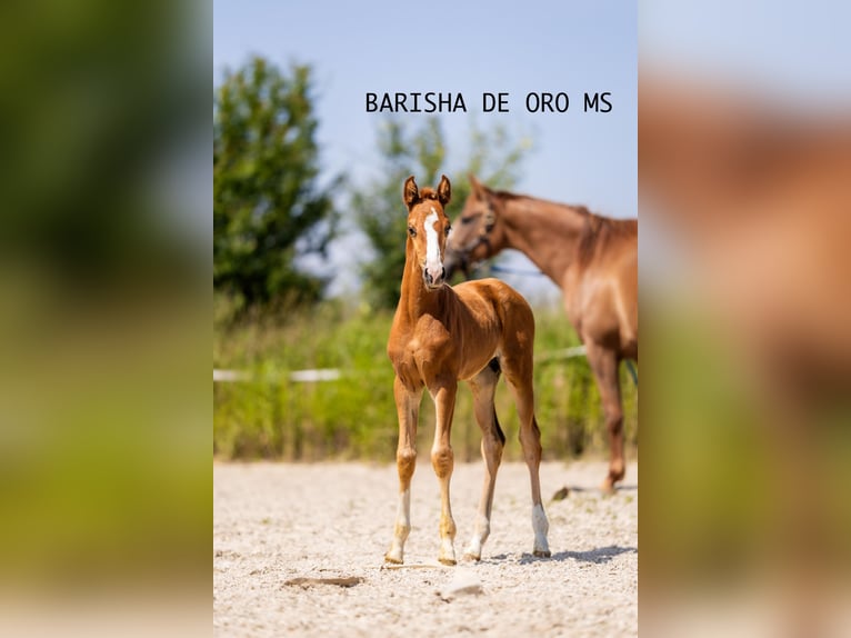Koń hanowerski Klacz Źrebak (05/2025) 168 cm Ciemnokasztanowata in Bukowice