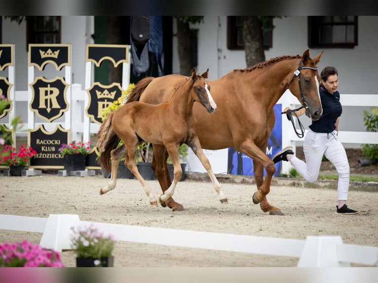 Koń hanowerski Klacz Źrebak (05/2025) 168 cm Ciemnokasztanowata in Bukowice