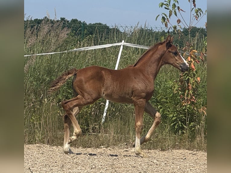 Koń hanowerski Klacz Źrebak (05/2025) 168 cm Ciemnokasztanowata in Bukowice