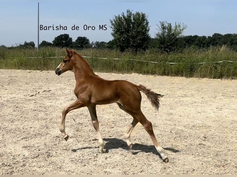 Koń hanowerski Klacz Źrebak (05/2025) 168 cm Ciemnokasztanowata in Bukowice
