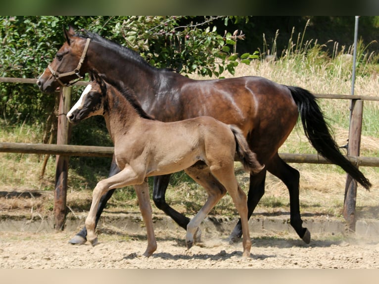 Koń hanowerski Klacz  168 cm Kara in Kutenholz