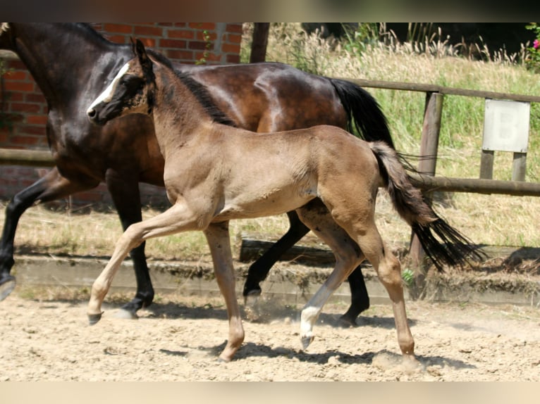 Koń hanowerski Klacz  168 cm Kara in Kutenholz
