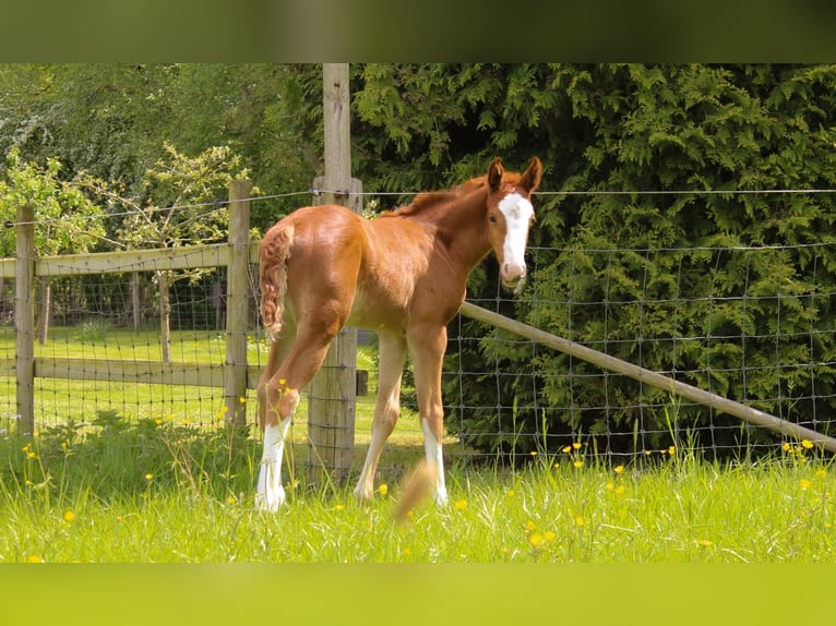 Koń hanowerski Klacz  168 cm Kasztanowata in Hamersen