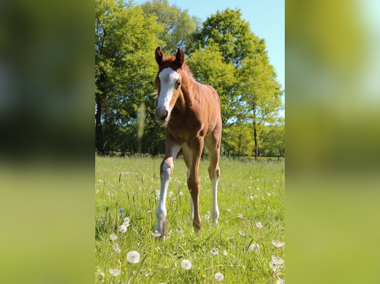 Koń hanowerski Klacz  168 cm Kasztanowata in Hamersen