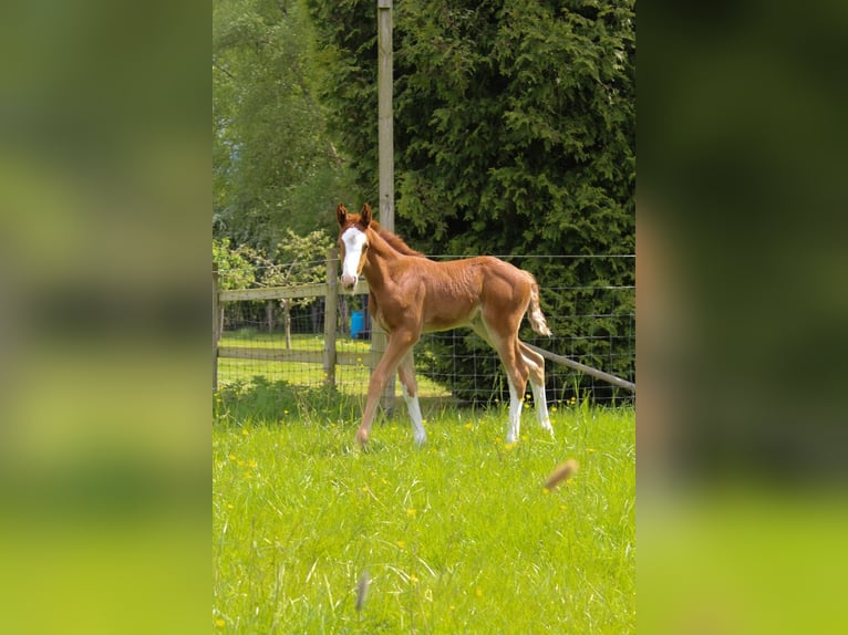 Koń hanowerski Klacz  168 cm Kasztanowata in Hamersen