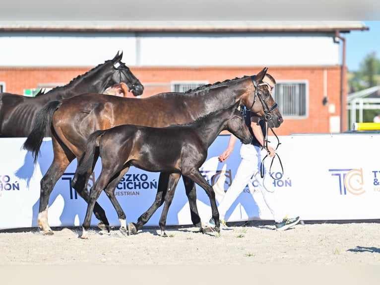 Koń hanowerski Klacz Źrebak (04/2025) 169 cm Ciemnogniada in &#x17B;ory