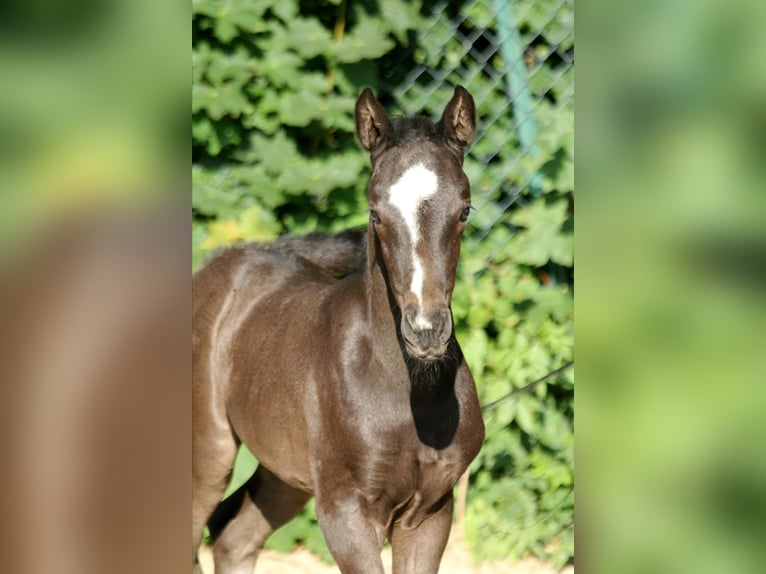 Koń hanowerski Klacz Źrebak (05/2024) 169 cm Kara in Kutenholz