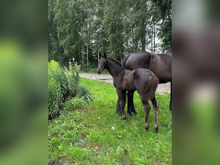 Koń hanowerski Klacz Źrebak (04/2025) 169 cm Skarogniada in Winsen (Luhe)
