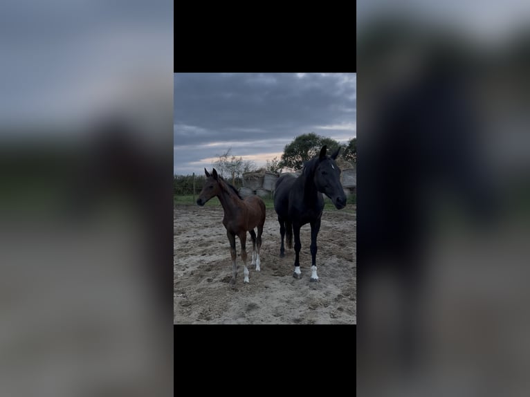 Koń hanowerski Klacz Źrebak (06/2026) 170 cm Ciemnogniada in Esens