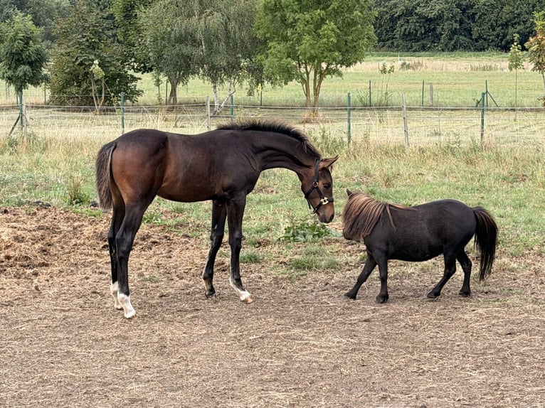 Koń hanowerski Klacz Źrebak (04/2026) 170 cm Ciemnogniada in Velpke