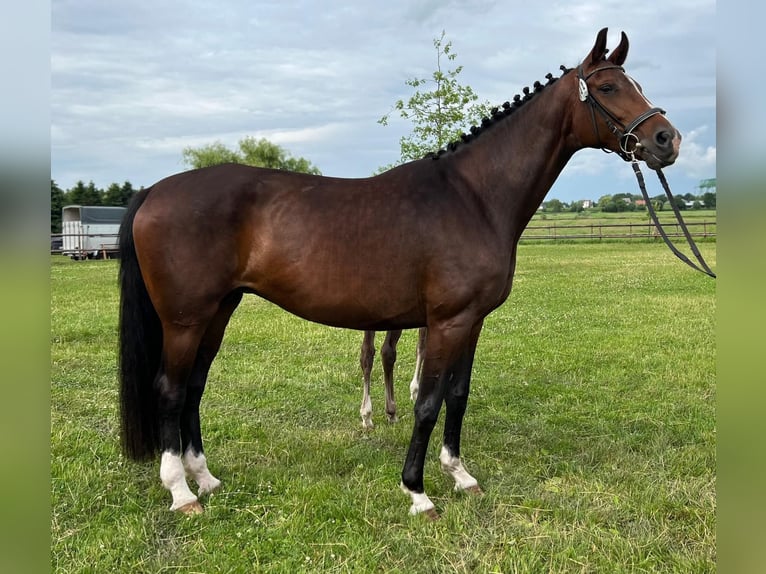 Koń hanowerski Klacz  170 cm Ciemnogniada in Lilienthal
