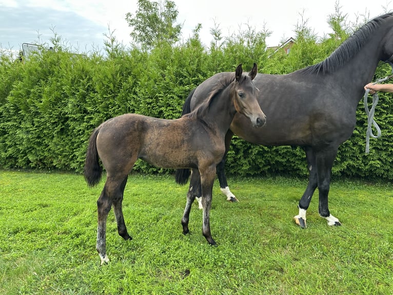 Koń hanowerski Klacz Źrebak (05/2025) 170 cm Ciemnogniada in Niendorf