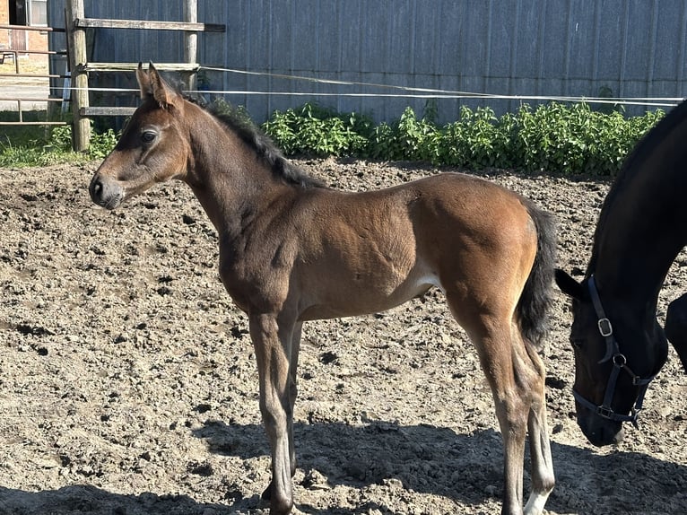 Koń hanowerski Klacz Źrebak (05/2025) 170 cm Ciemnogniada in Niendorf