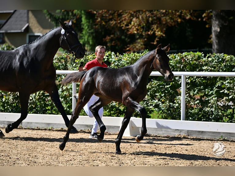 Koń hanowerski Klacz Źrebak (05/2025) 170 cm Ciemnogniada in Reichenfels
