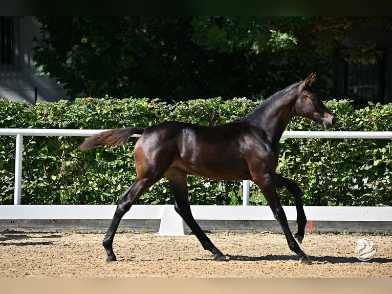 Koń hanowerski Klacz Źrebak (05/2025) 170 cm Ciemnogniada in Reichenfels