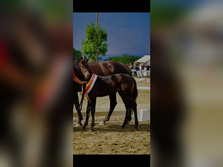 Koń hanowerski Klacz Źrebak (05/2025) 170 cm Ciemnogniada in Reichenfels