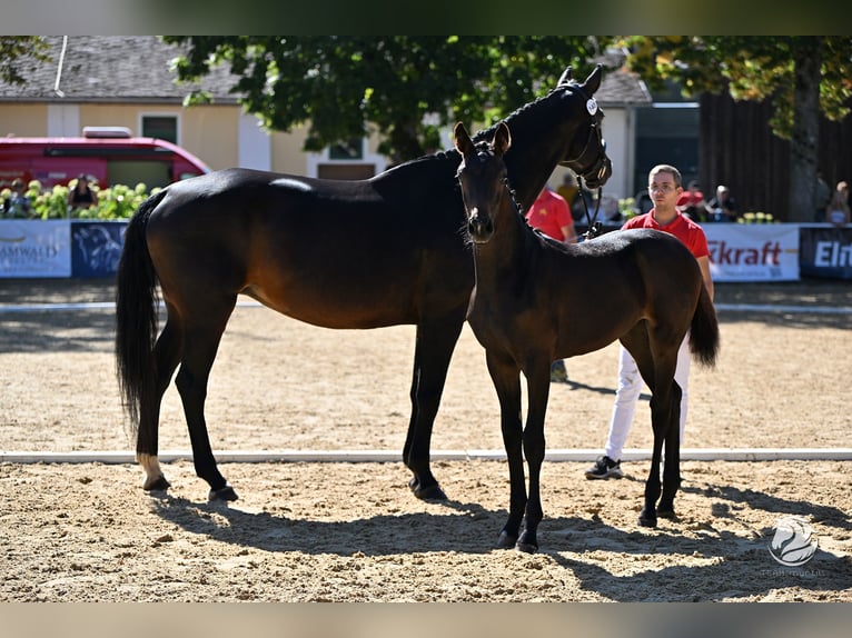 Koń hanowerski Klacz Źrebak (05/2025) 170 cm Ciemnogniada in Reichenfels