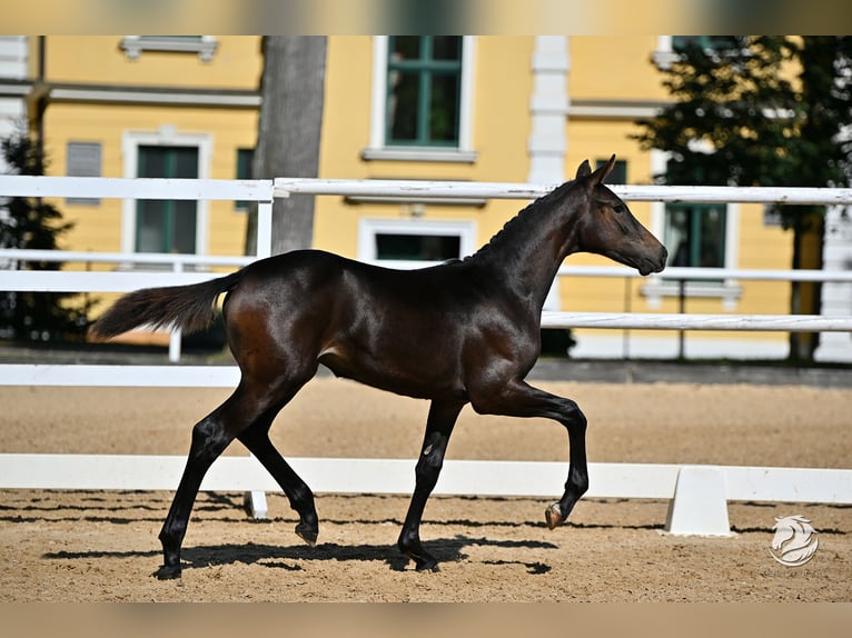Koń hanowerski Klacz Źrebak (05/2025) 170 cm Ciemnogniada in Reichenfels