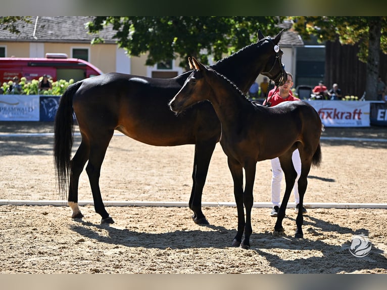 Koń hanowerski Klacz Źrebak (05/2025) 170 cm Ciemnogniada in Reichenfels