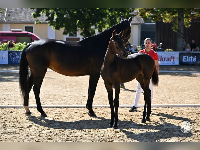 Koń hanowerski Klacz Źrebak (05/2025) 170 cm Ciemnogniada in Reichenfels