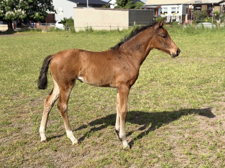 Koń hanowerski Klacz Źrebak (03/2026) 170 cm Gniada in Velpke