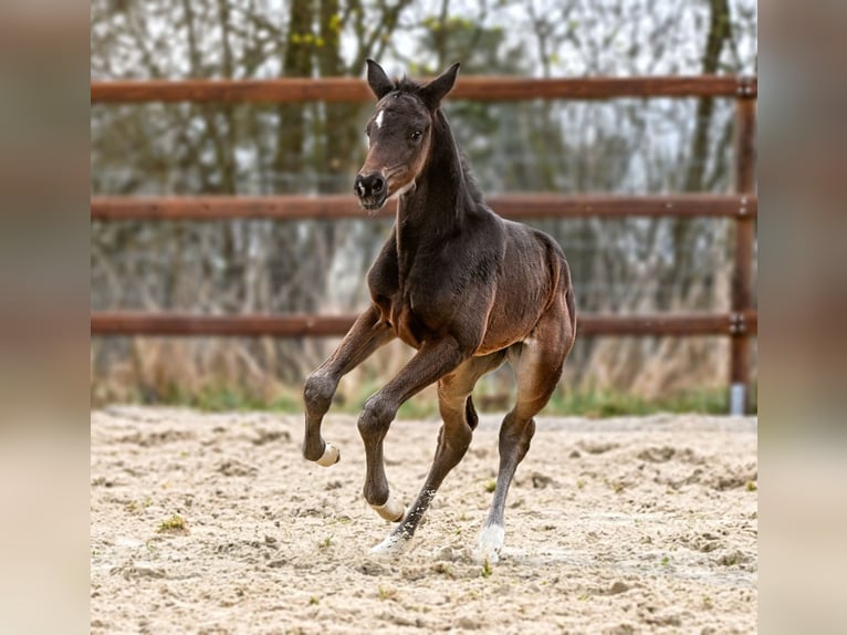 Koń hanowerski Klacz Źrebak (03/2026) 170 cm  in Königslutter am Elm