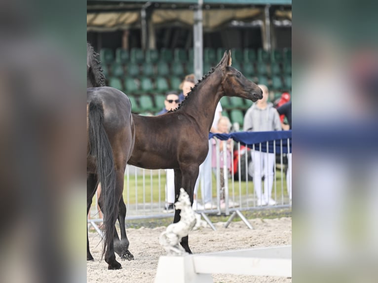 Koń hanowerski Klacz Źrebak (05/2025) 170 cm Skarogniada in Krak&#xF3;w