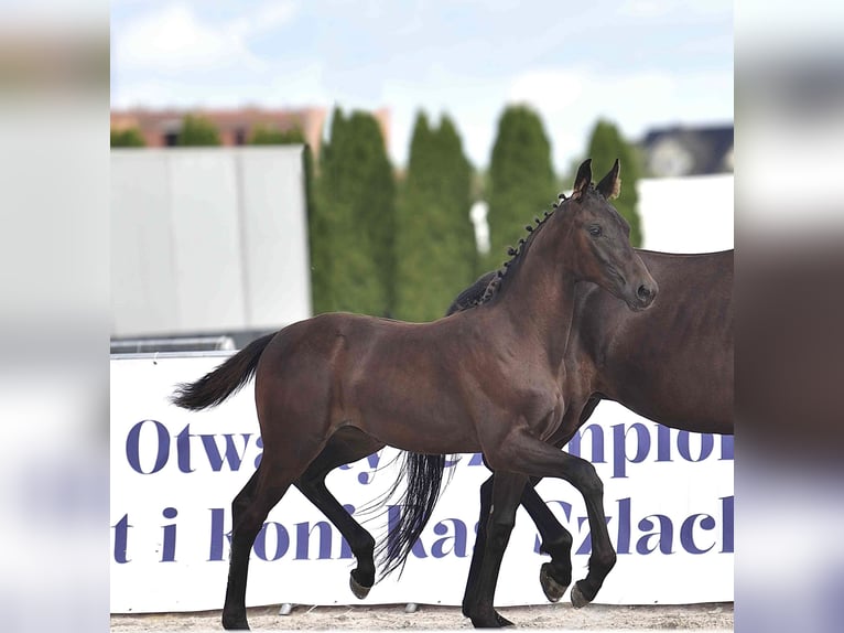 Koń hanowerski Klacz Źrebak (05/2025) 170 cm Skarogniada in Krak&#xF3;w