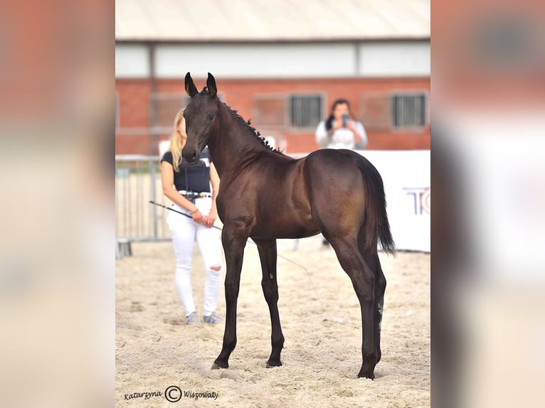 Koń hanowerski Klacz Źrebak (05/2025) 170 cm Skarogniada in Krak&#xF3;w