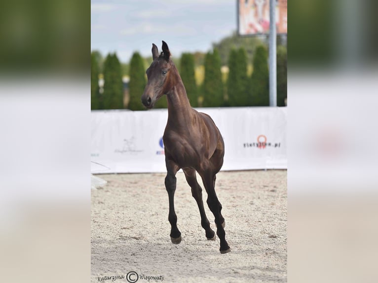 Koń hanowerski Klacz Źrebak (05/2025) 170 cm Skarogniada in Krak&#xF3;w