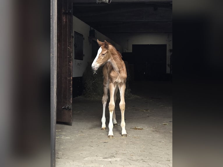 Koń hanowerski Klacz Źrebak (04/2026) 171 cm Kasztanowata in Bremen