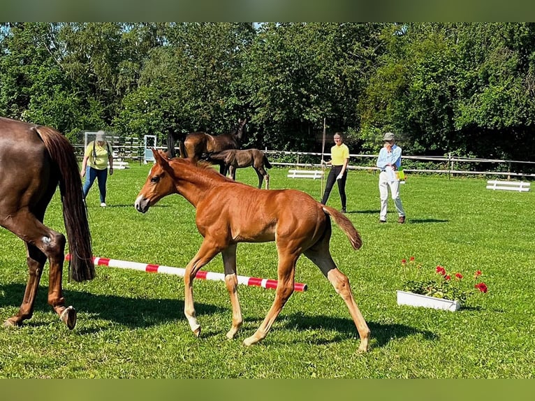 Koń hanowerski Klacz Źrebak (05/2026) 172 cm Ciemnokasztanowata in Steinheim