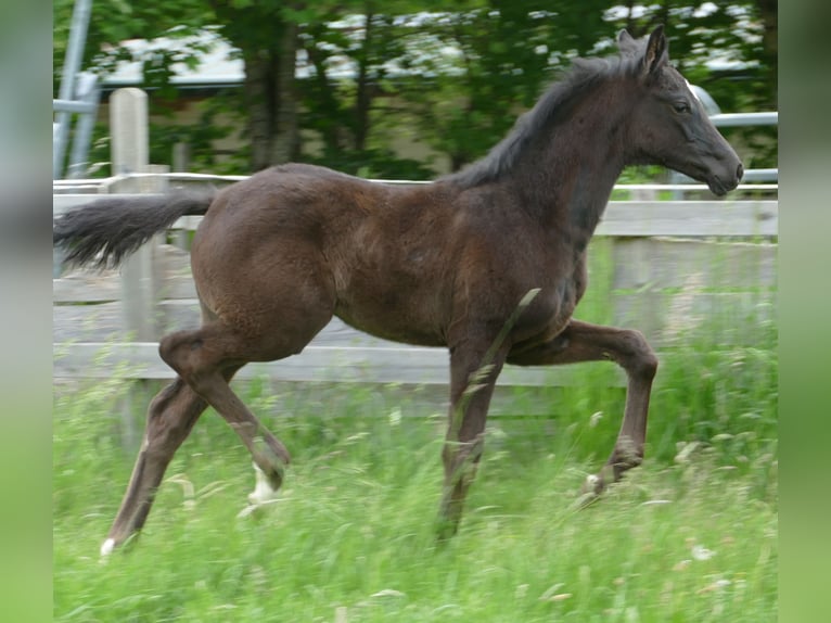 Koń hanowerski Klacz  172 cm Kara in Greifenstein