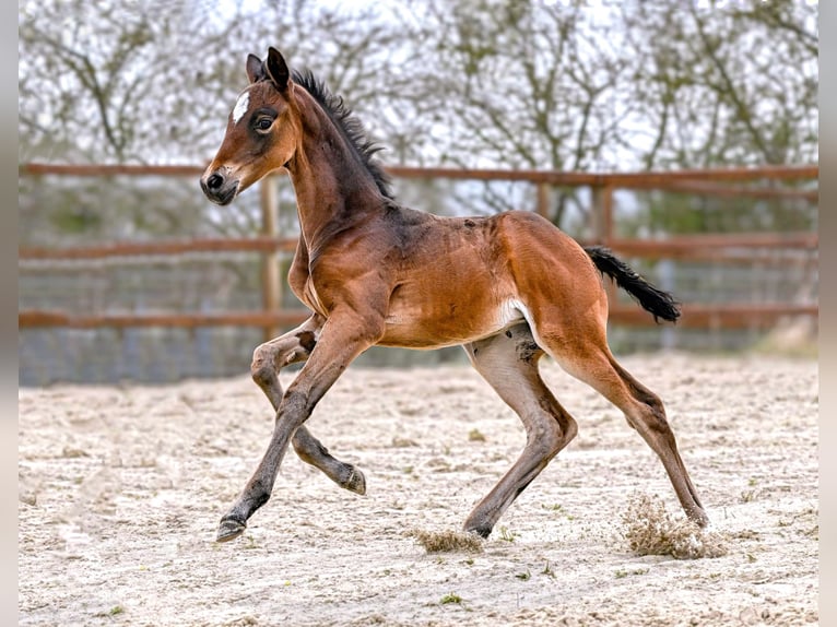 Koń hanowerski Klacz Źrebak (03/2026) 173 cm Ciemnogniada in Königslutter am Elm