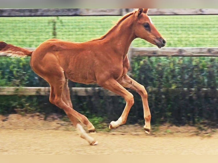 Koń hanowerski Klacz Źrebak (04/2024) 173 cm Ciemnokasztanowata in Langenau