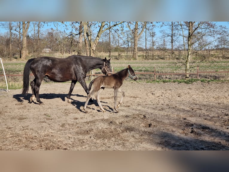 Koń hanowerski Klacz  Ciemnogniada in Ihlienworth