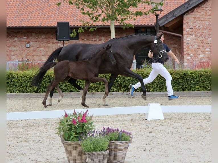 Koń hanowerski Klacz Źrebak (05/2024) Ciemnogniada in Niendorf