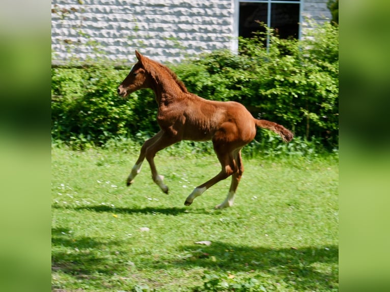 Koń hanowerski Klacz Źrebak (03/2024) Ciemnokasztanowata in Neustadt am Rübenberge