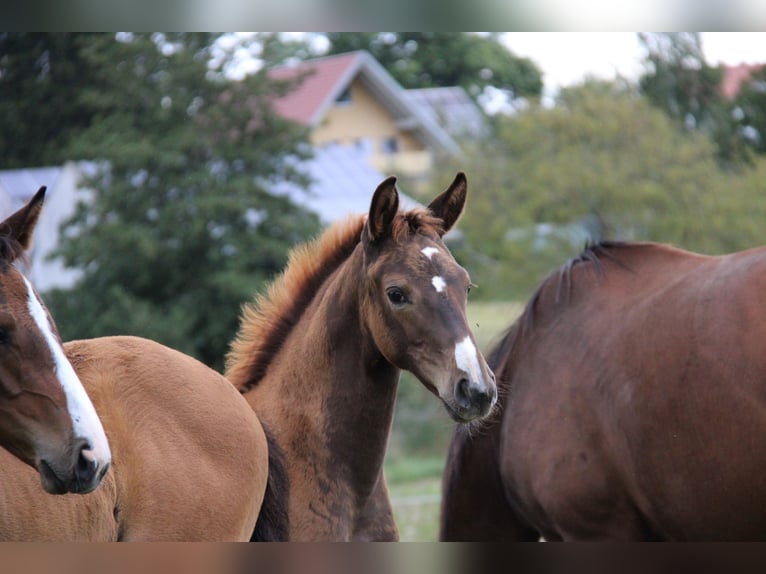 Koń hanowerski Klacz Źrebak (06/2024) Ciemnokasztanowata in Vilsheim