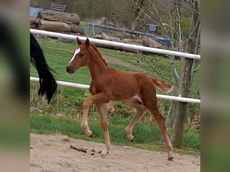 Koń hanowerski Klacz  Ciemnokasztanowata in Wurster Nordseeküste
