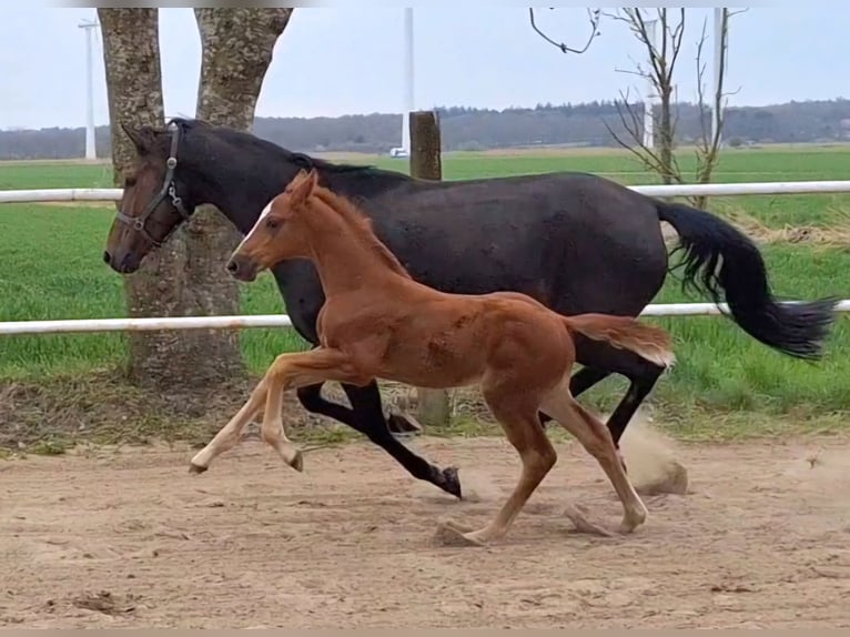 Koń hanowerski Klacz  Ciemnokasztanowata in Wurster Nordseeküste