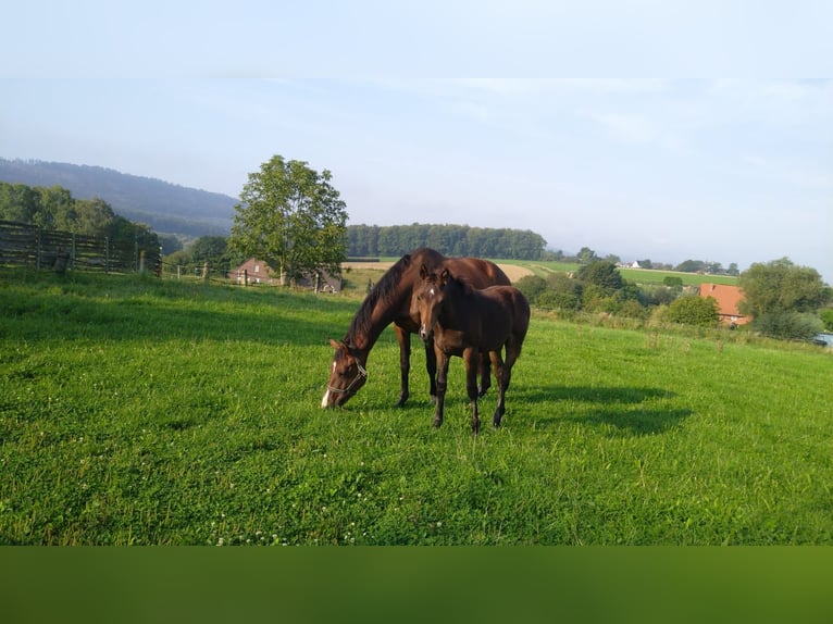 Koń hanowerski Klacz Źrebak (05/2024) Gniada in Rolfshagen