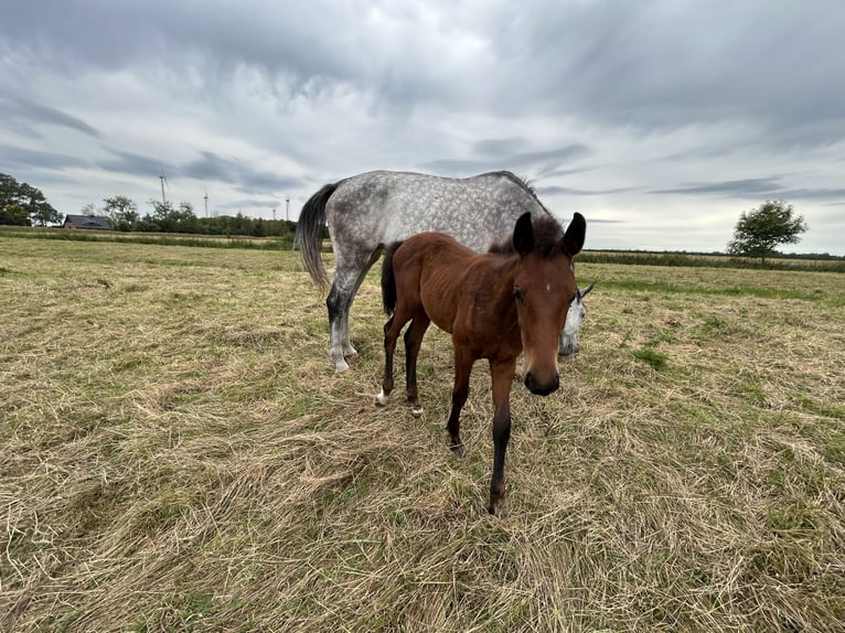 Koń hanowerski Klacz Źrebak (05/2026) Gniada in Balje