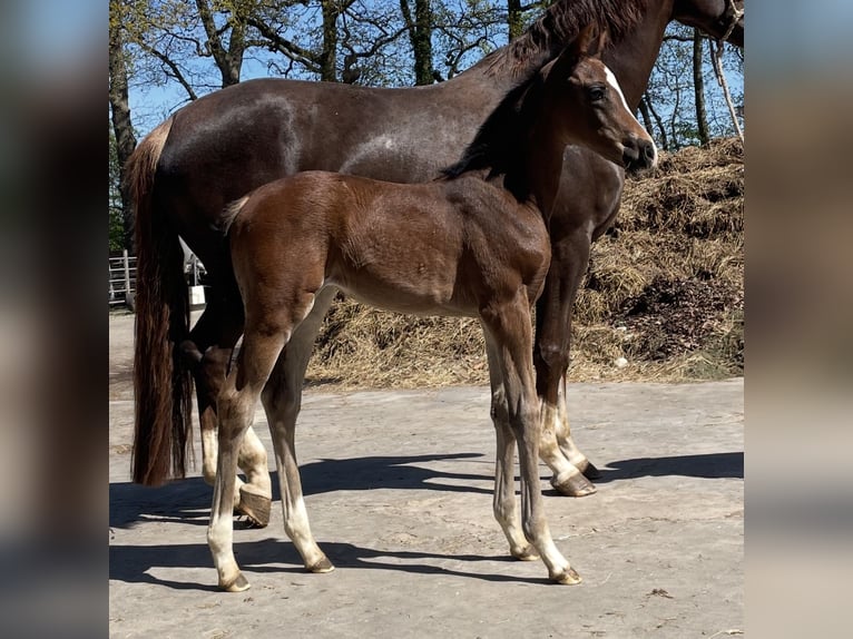 Koń hanowerski Klacz  Gniada in Cuxhaven