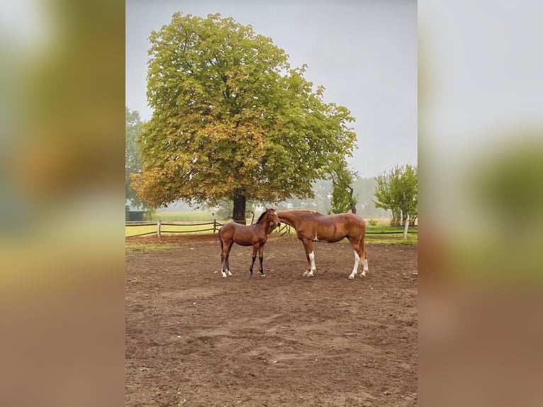 Koń hanowerski Klacz Źrebak (04/2026) Gniada in Tostedt
