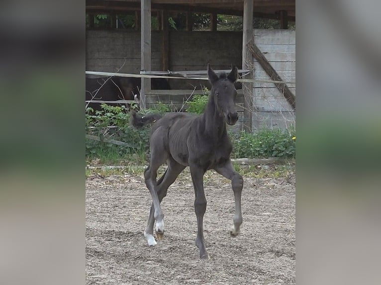 Koń hanowerski Klacz  Kara in Ratekau