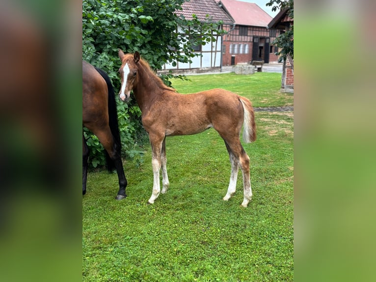 Koń hanowerski Klacz  Kasztanowata in Petershagen