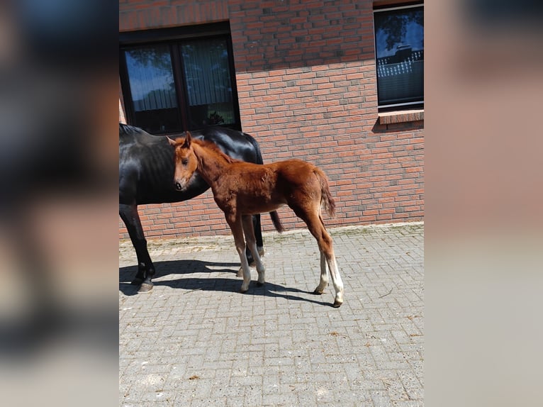 Koń hanowerski Klacz  Kasztanowata in Langen